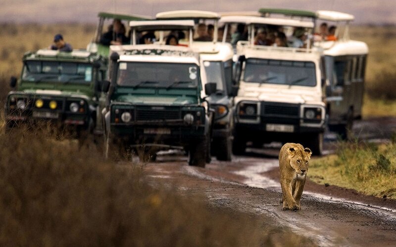 lion on a safari road