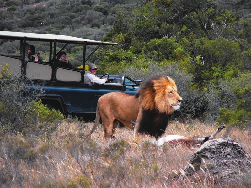 Lion on a safari tour