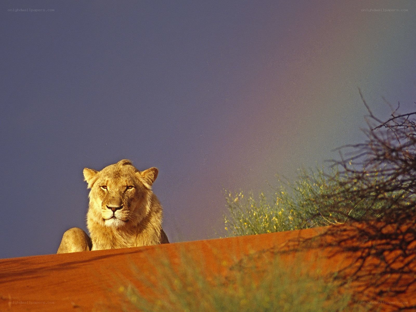 Lion on a sand dune