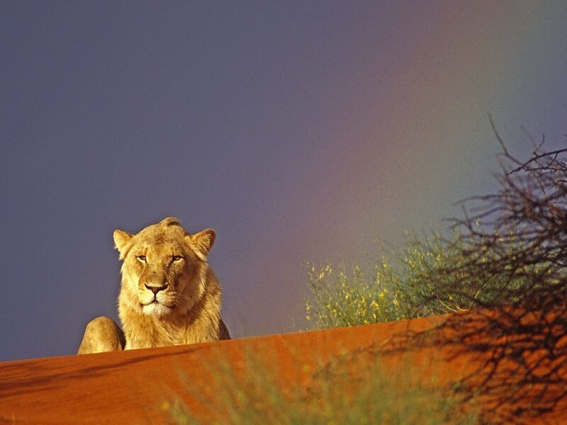 Lion on a Sand Dune — Blue