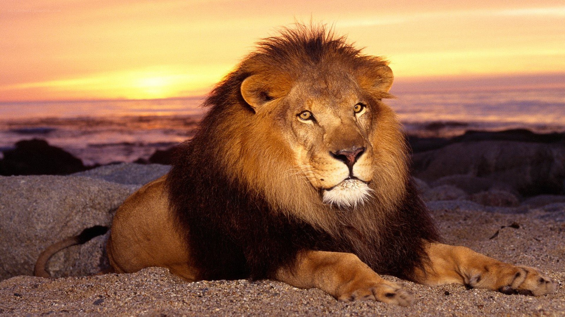 Lion on beach at sunset