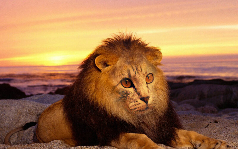 Lion on Beach — Orange