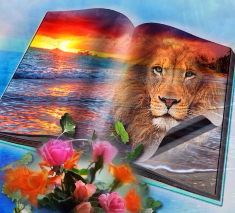 Lion on Beach Sunset