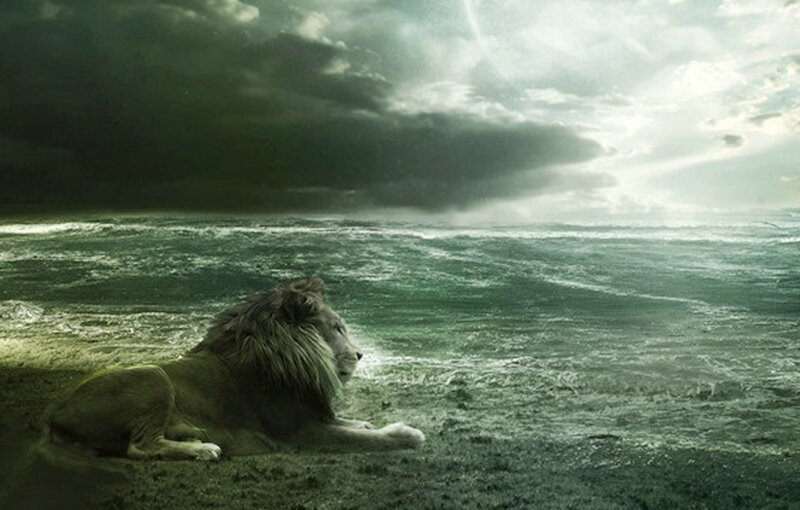 Lion on Beach
