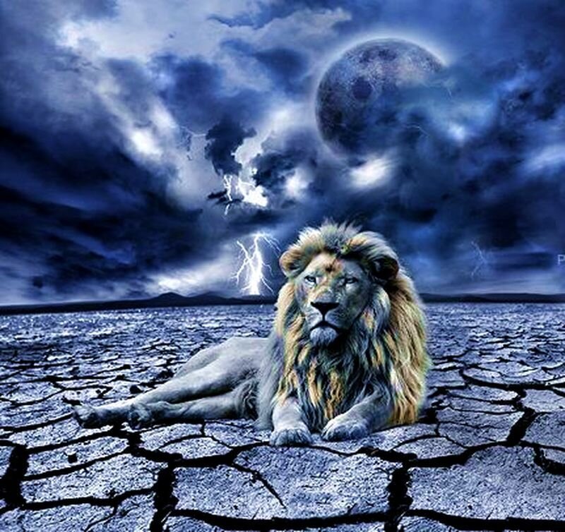 Lion on Cracked Ground