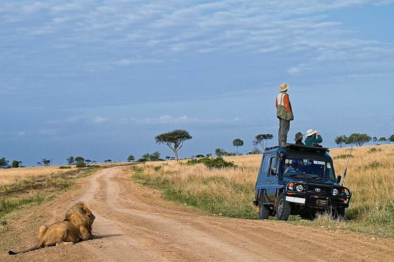 Lion on Dirt Road — Blue