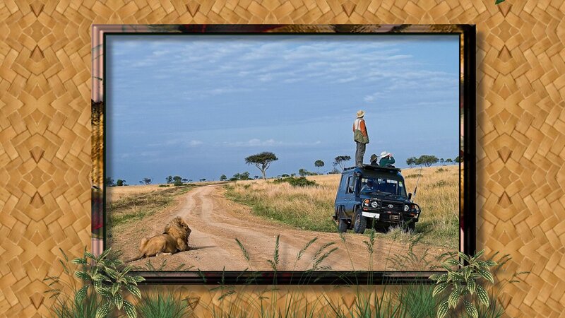 Lion on Dirt Road — Brown