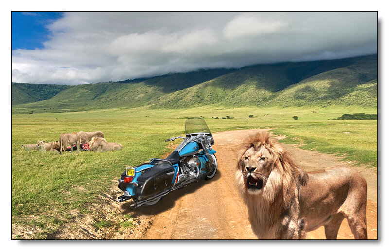 Lion on Dirt Road