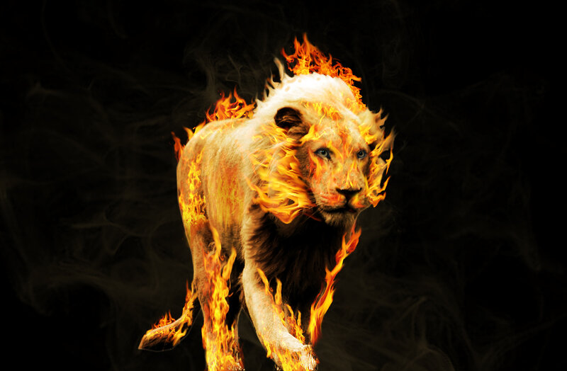 Lion on Fire