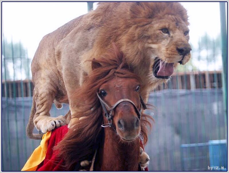 Lion on Horseback