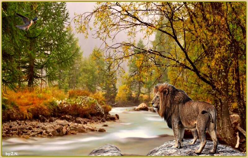 Lion on River Rock