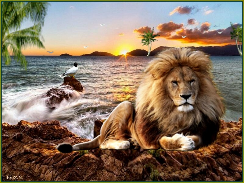 Lion on Rocky Shore
