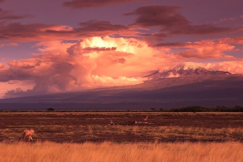Lion on the savanna at sunset