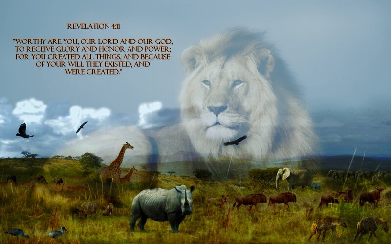 Lion over Savanna