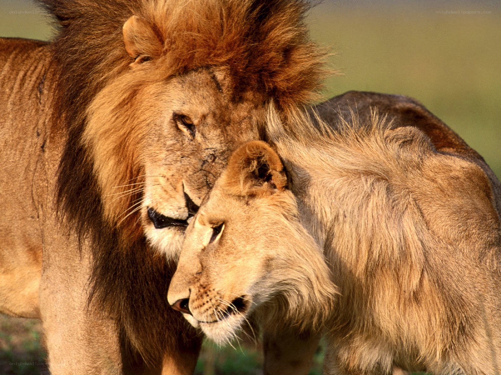 Lion pair in affectionate moment