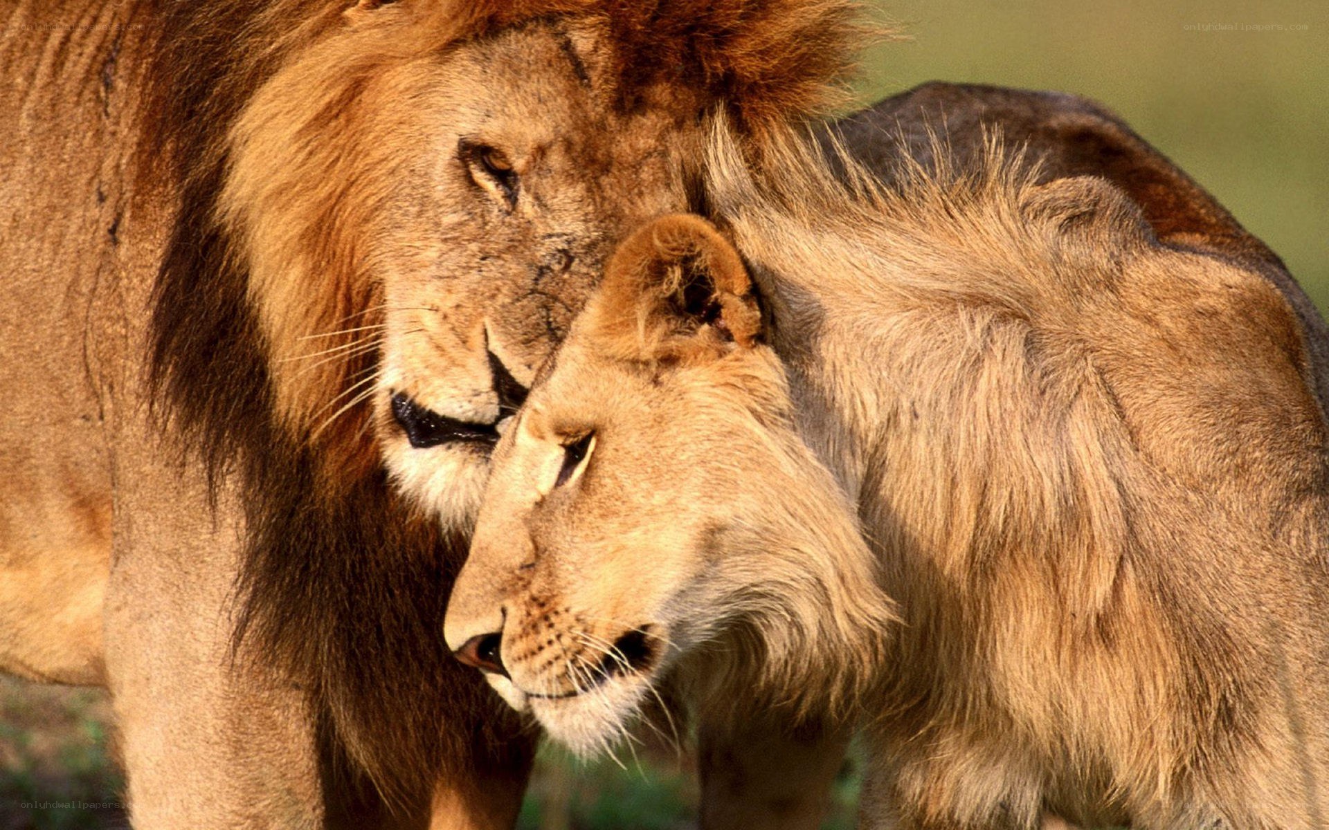 Lion pair in close embrace