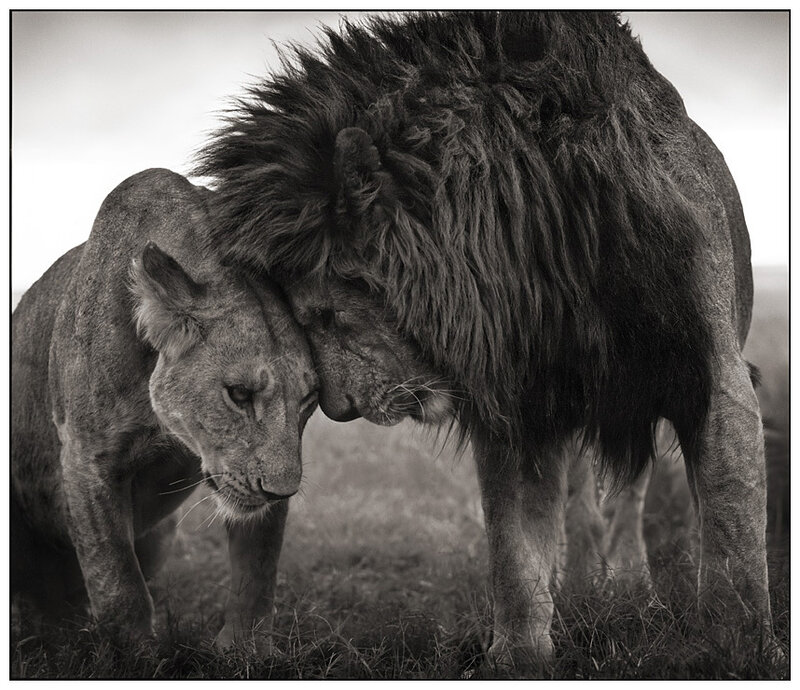 Lion pair in tender moment