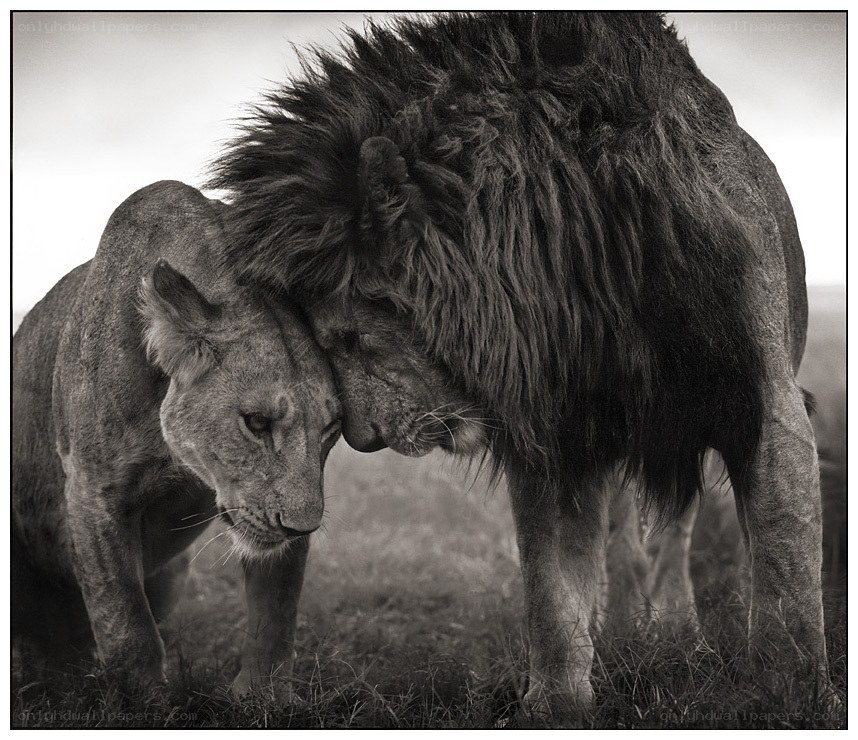 Lion pair in tender moment