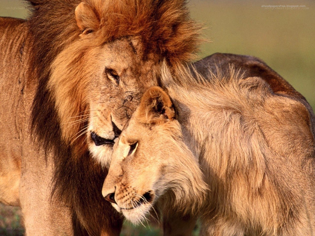 Lion pair nuzzling