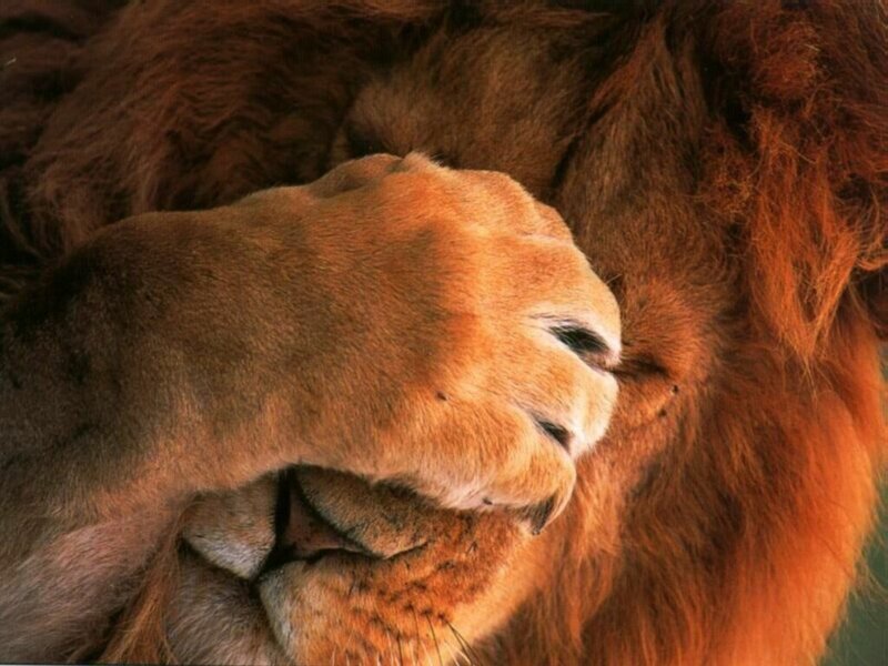 Lion Paw and Mane — Brown