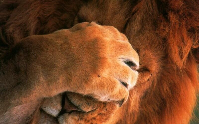 Lion Paw and Mane