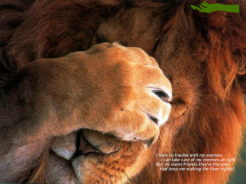 lion paw close-up