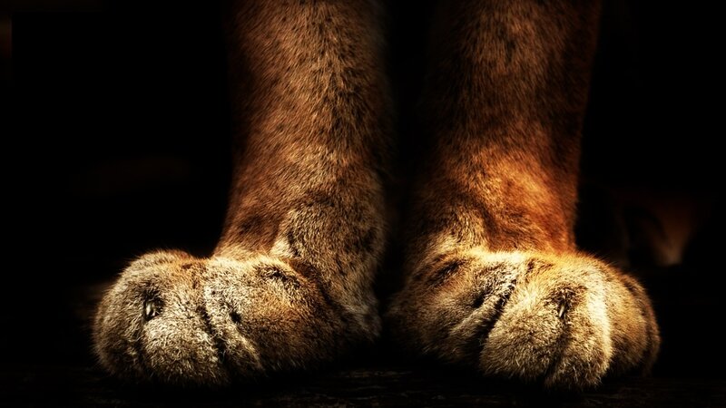 Lion Paws in Darkness