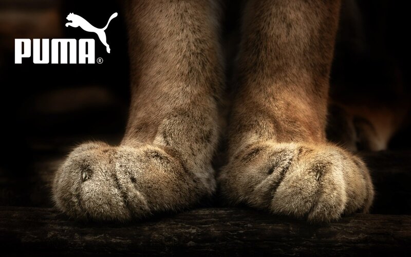 Lion Paws on Wood