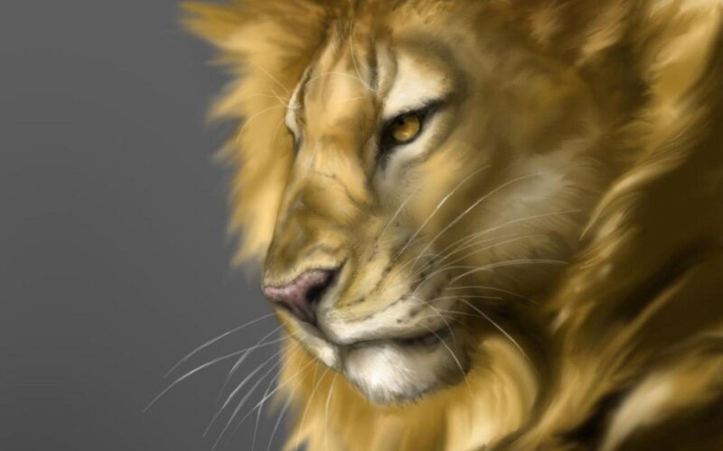 lion portrait close-up