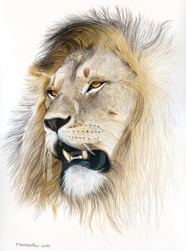 Lion portrait drawing