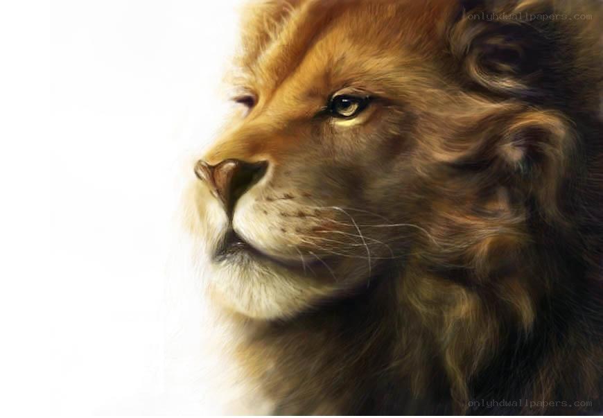 lion portrait in profile