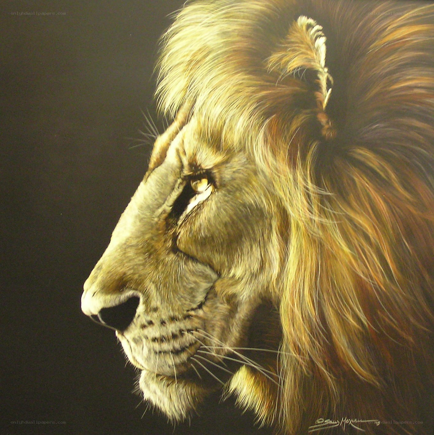 Lion portrait in profile