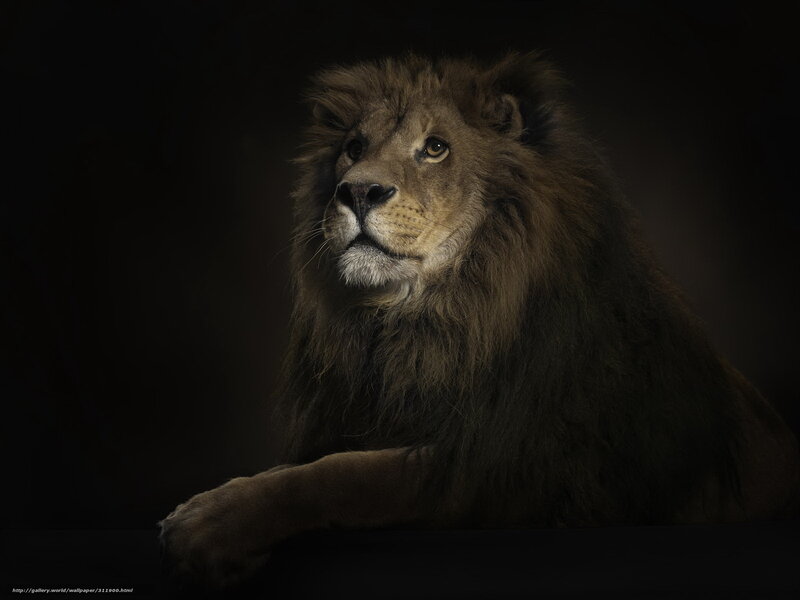 Lion portrait on dark background
