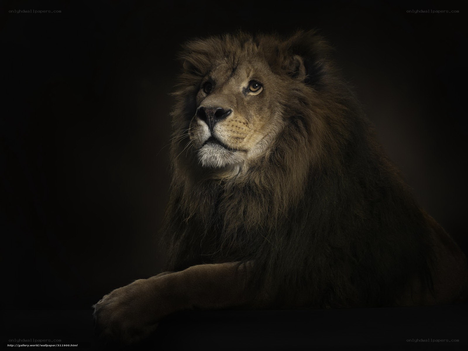 Lion portrait on dark background