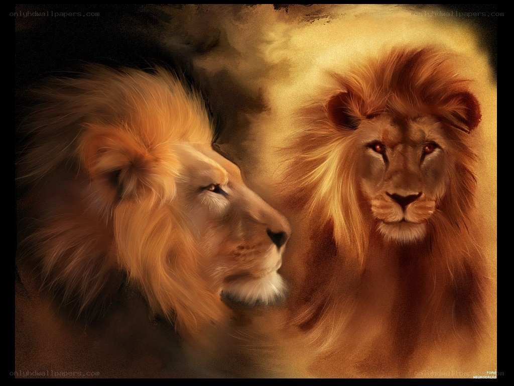 Lion portrait with golden light
