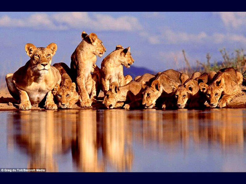 Lion Pride at Waterhole