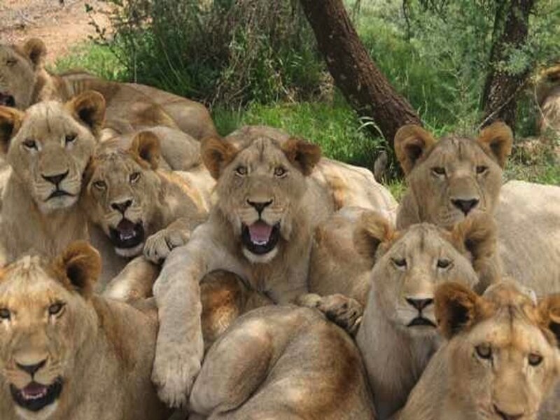 Lion Pride in Grass — Brown