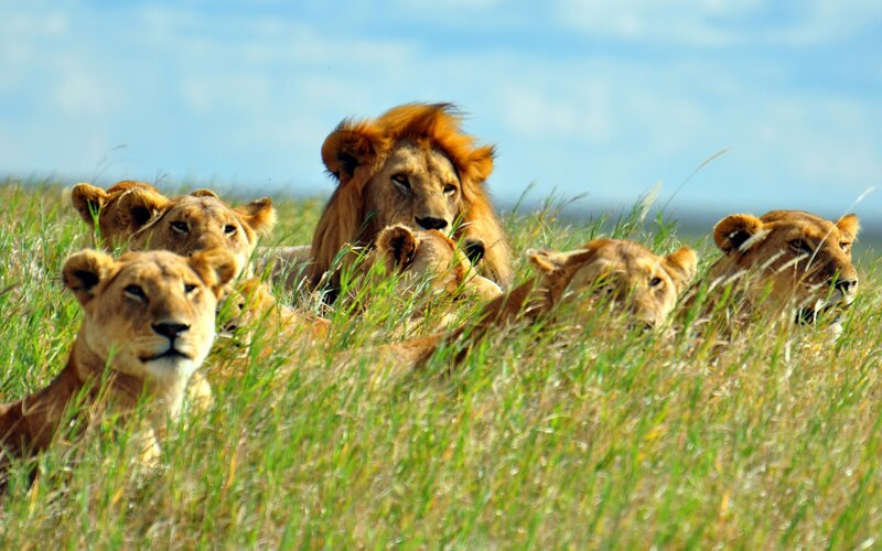 Lion Pride in Grass — Green, Calm