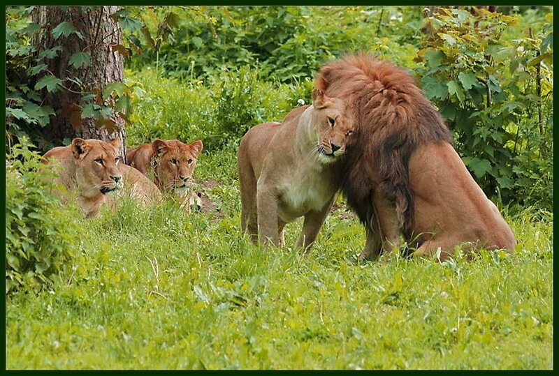 Lion Pride in Grass
