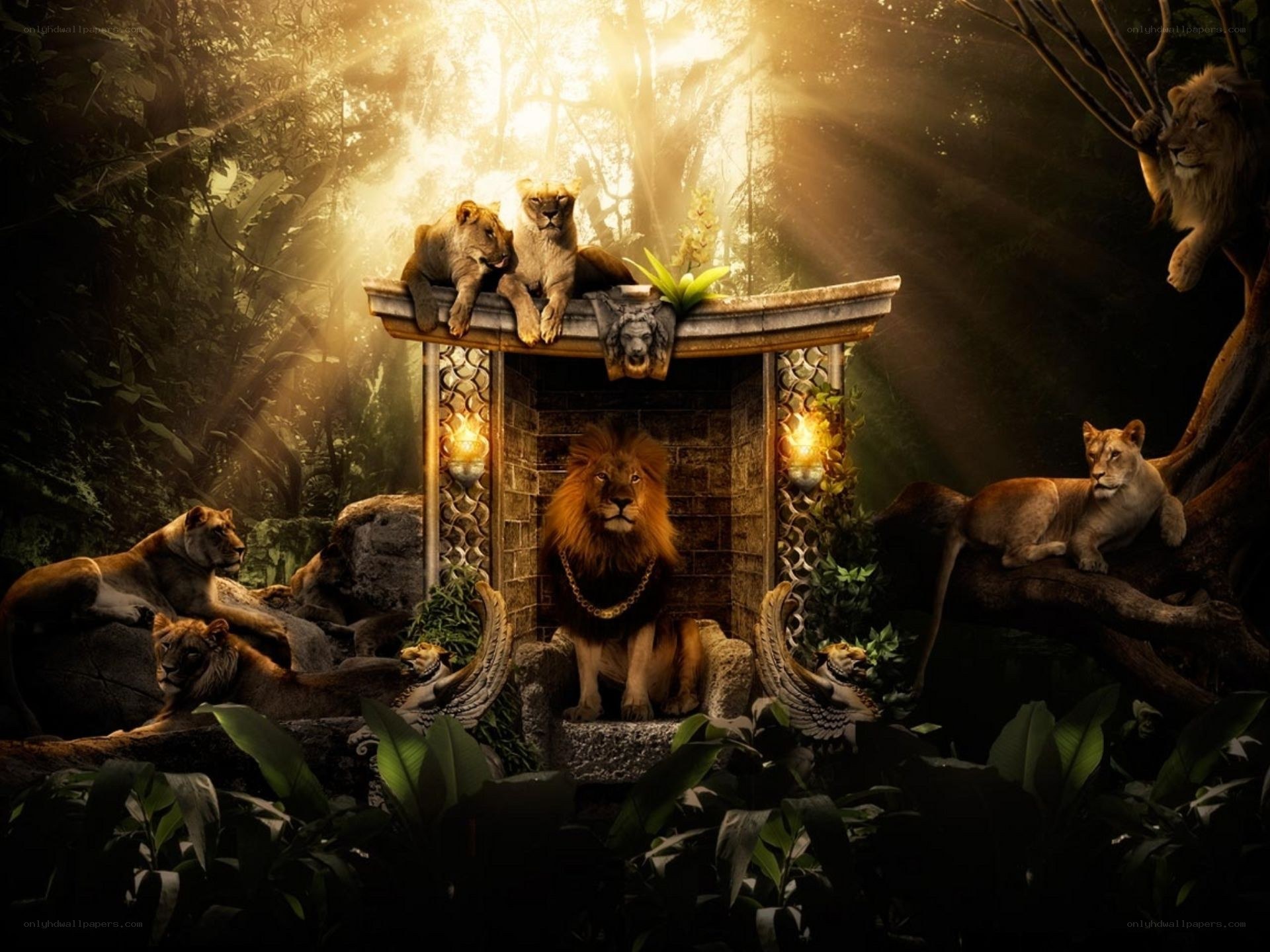 Lion pride in jungle sanctuary