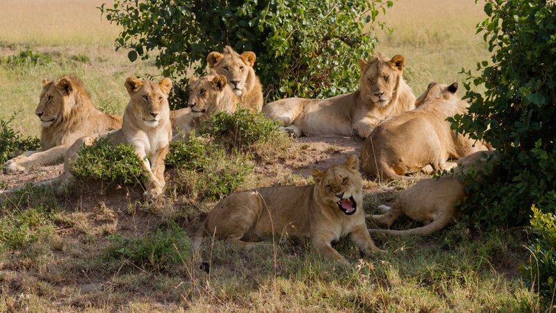 Lion Pride in Savanna — Brown, Calm