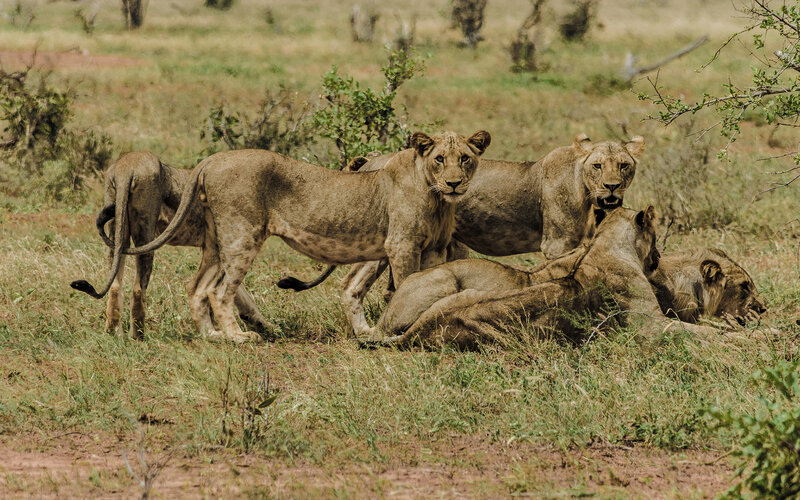 Lion Pride in Savanna — Brown, Natural