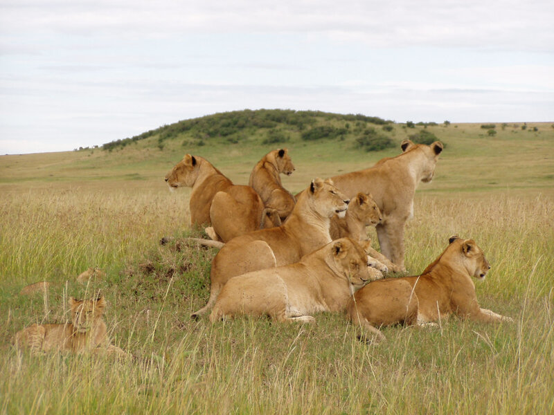Lion Pride in Savanna