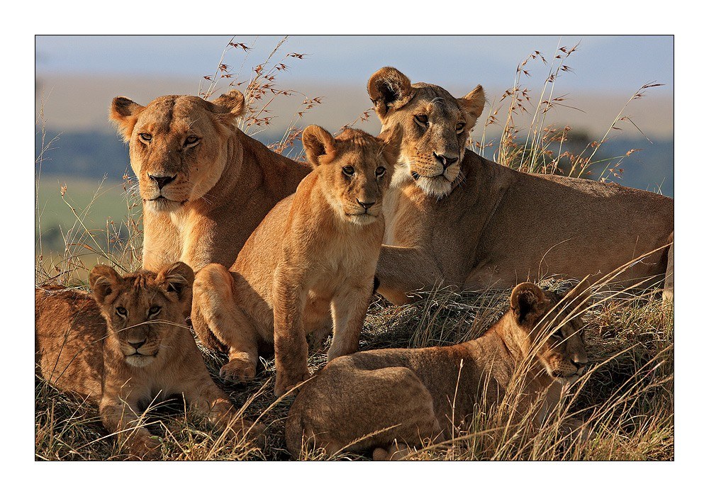 Lion pride in the savanna
