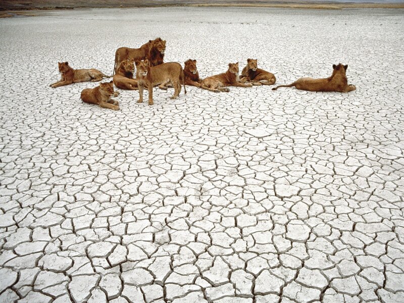 Lion Pride on Cracked Earth — Brown