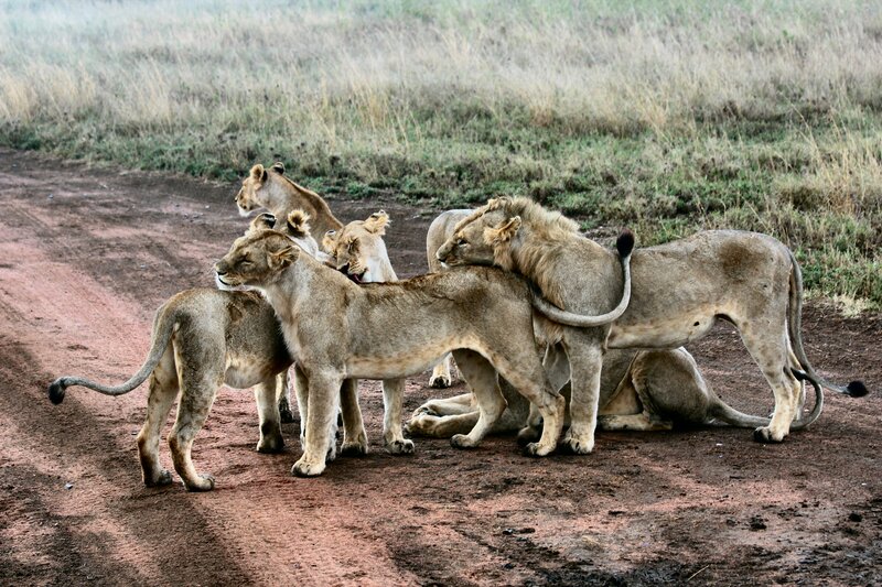 Lion Pride on Dirt Road