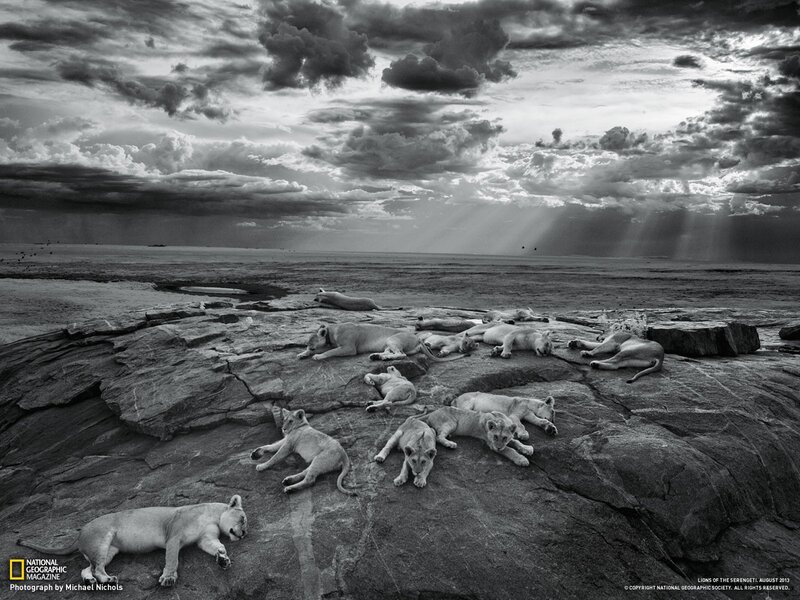Lion Pride on Rock — Black