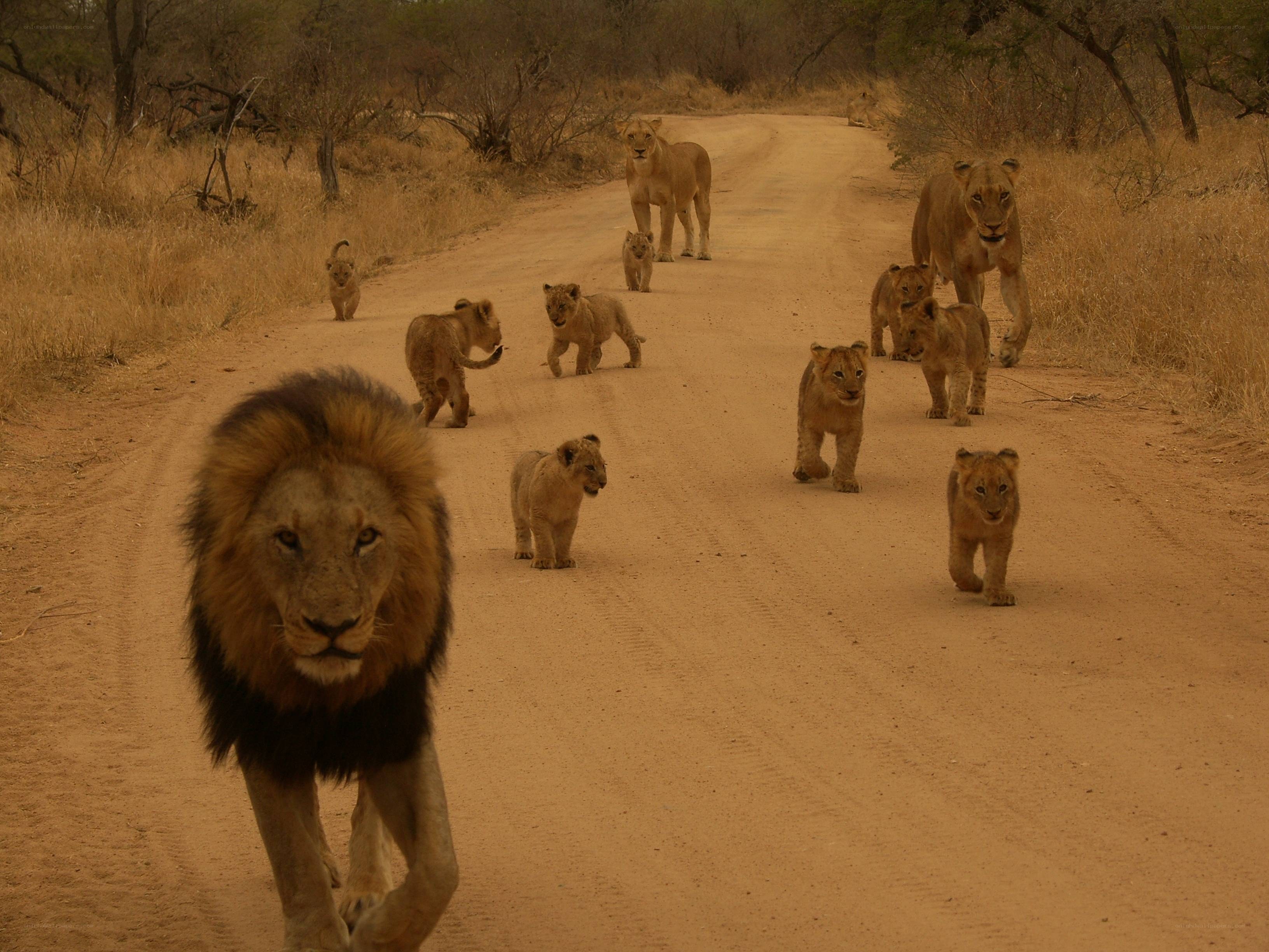 lion pride walking on dirt road