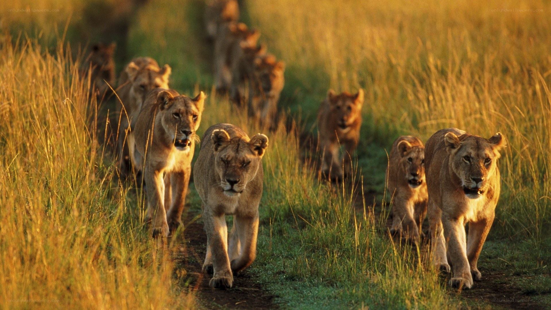 lion pride walking through grass