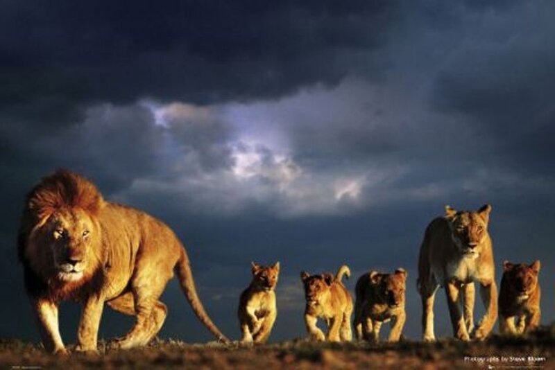 Lion Pride Walking